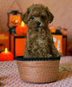 Male Cavapoo for Sale