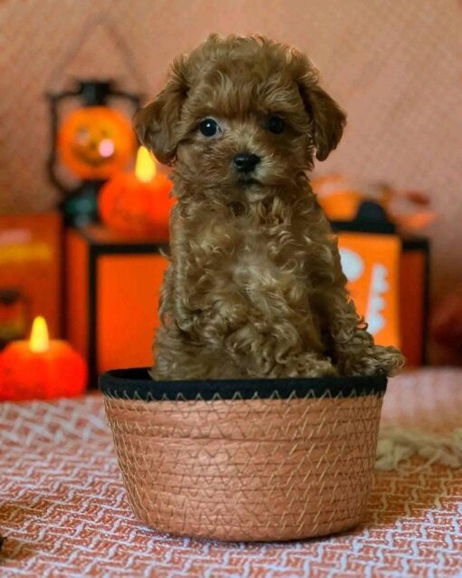 Male Cavapoo for Sale