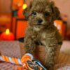Male Cavapoo for Sale