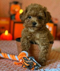 Male Cavapoo for Sale