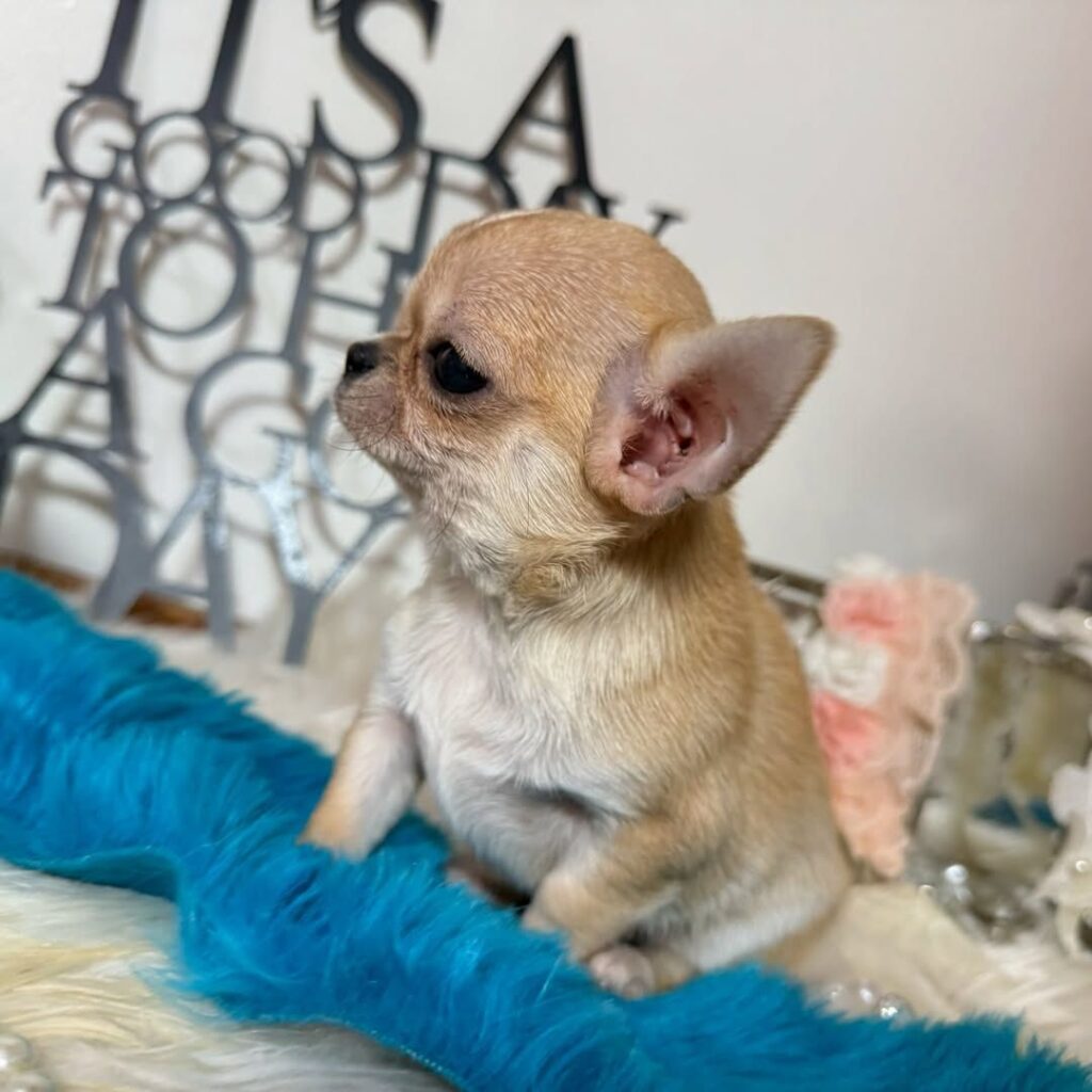 Puppies for Sale in Virgin Island USA