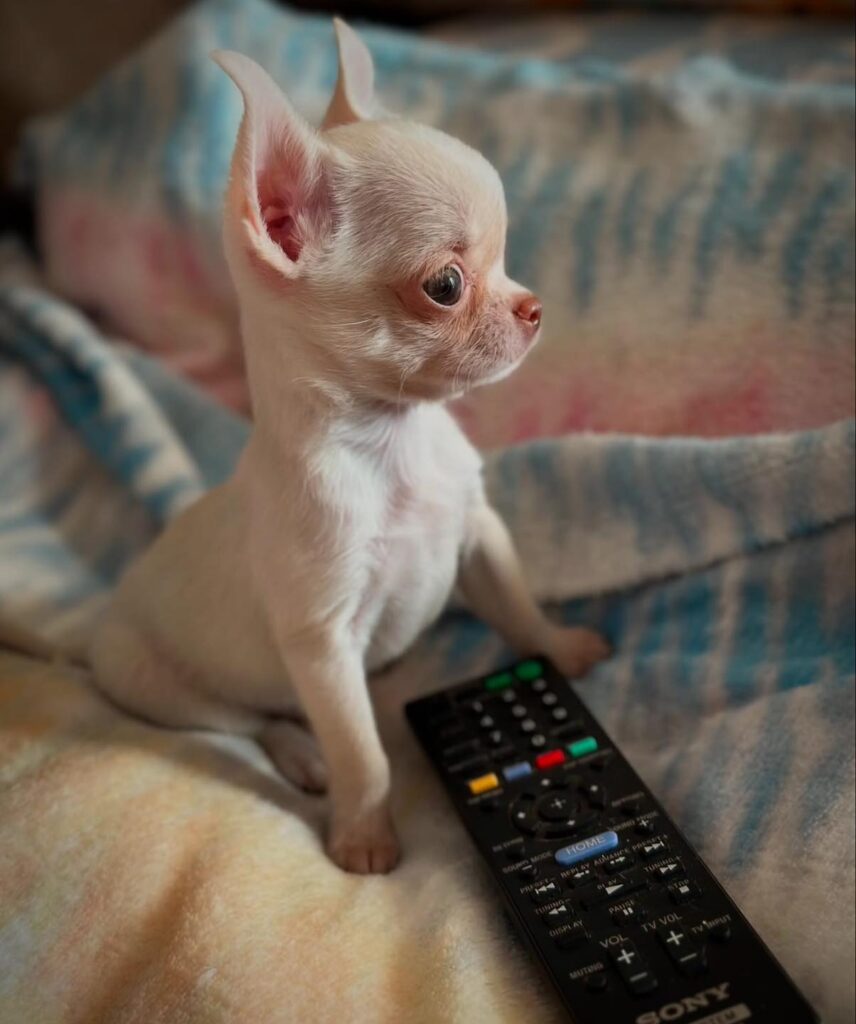 Chihuahua Puppies for Sale San Francisco