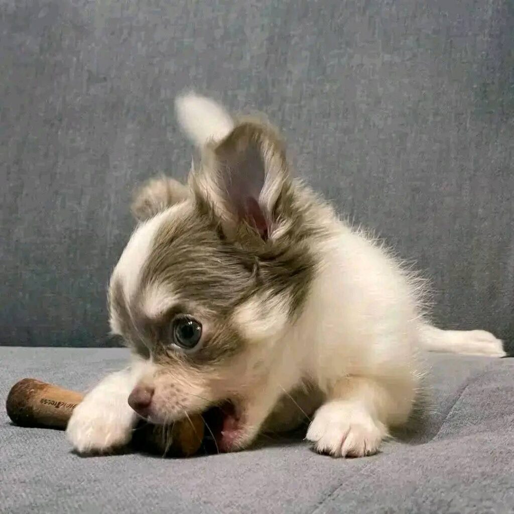 Puppies for Sale in Virgin Island USA