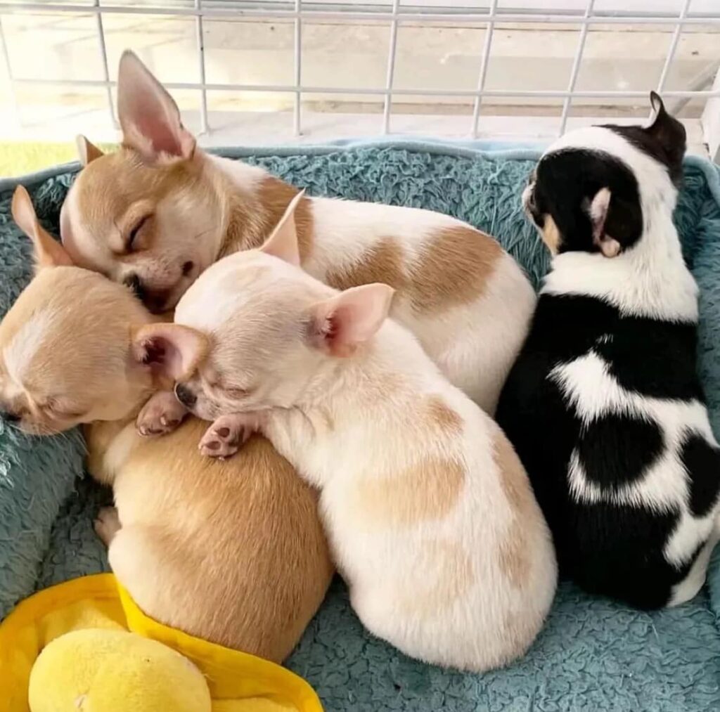 Chihuahua Puppies for Sale San Francisco