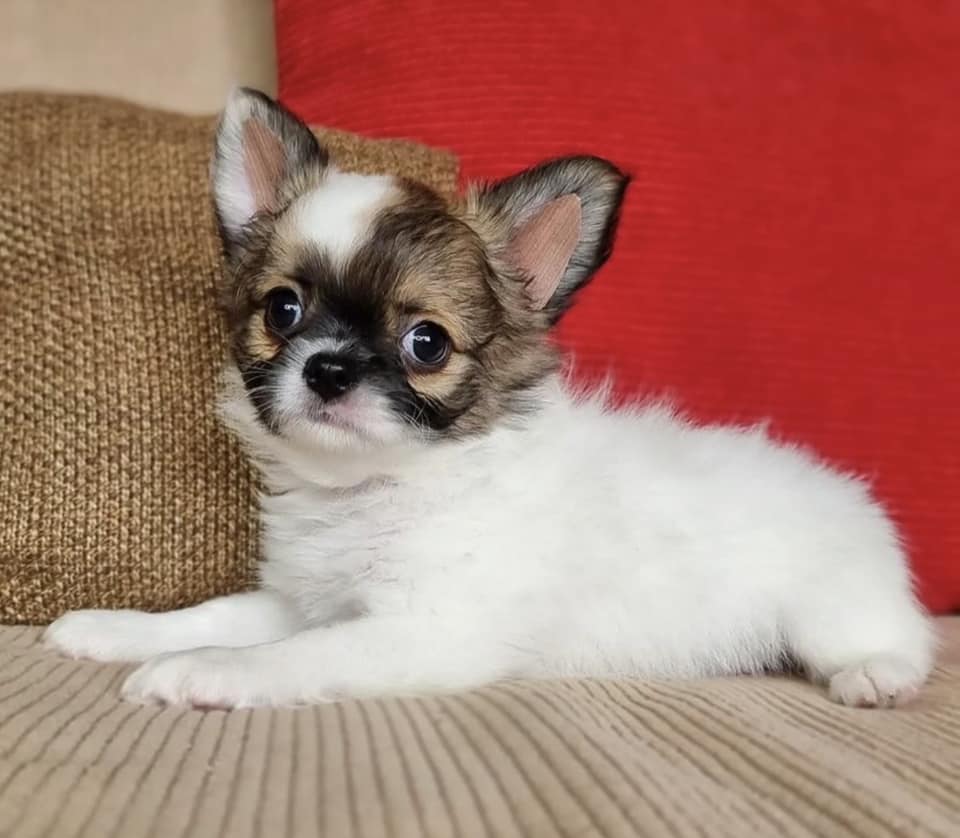 Chihuahua Puppies for Sale in New York City