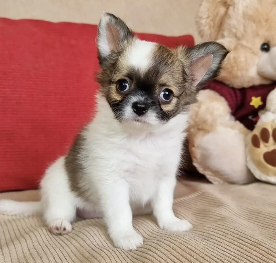 Chihuahua Puppies for Sale in New York City