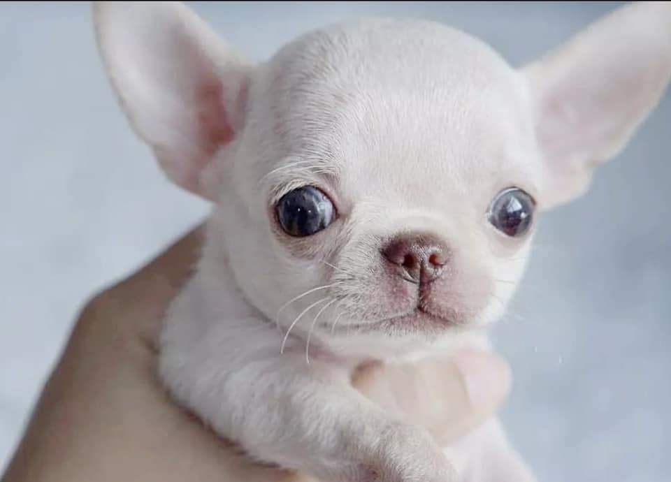 Buy Chihuahua Puppy California