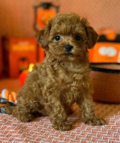 Male Cavapoo for Sale