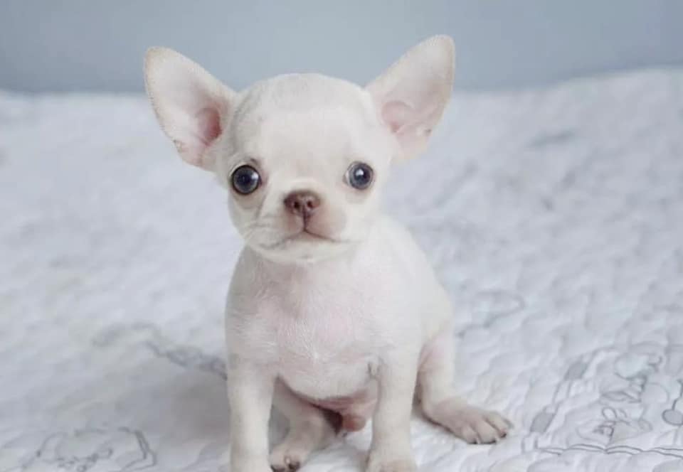 Buy Chihuahua Puppy California