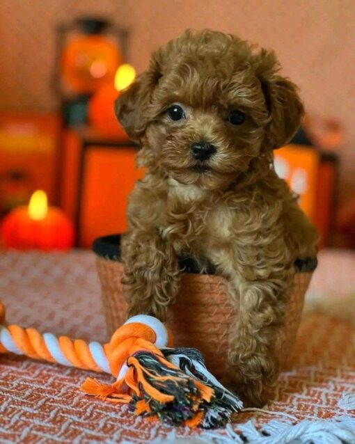 Male Cavapoo for Sale