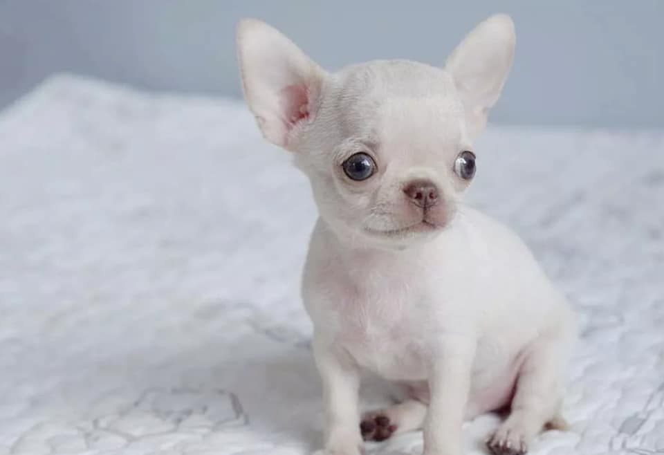 Buy Chihuahua Puppy California