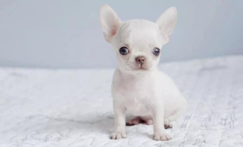 Buy Chihuahua Puppy California