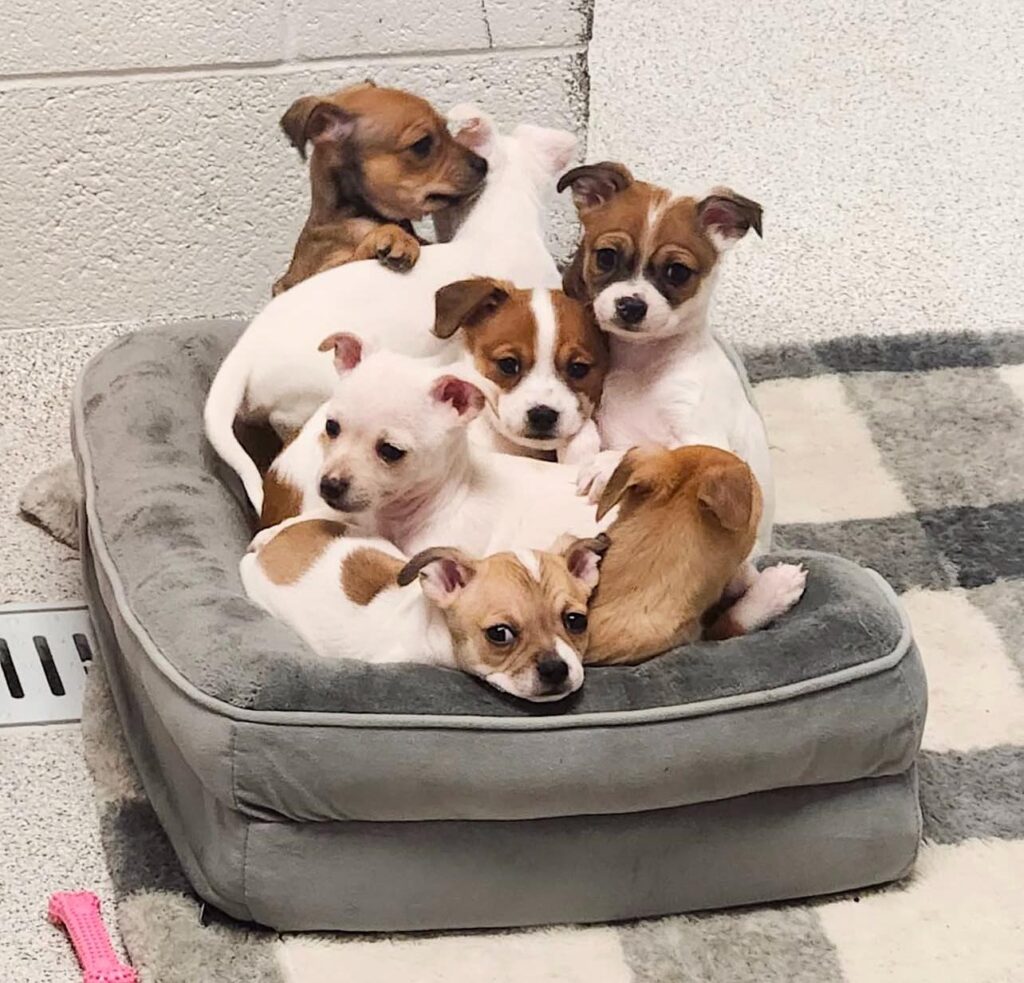 Puppies for Sale in Virgin Island USA