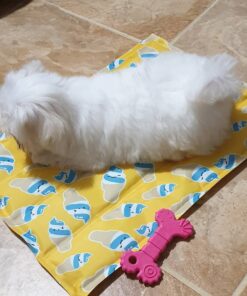 female maltese puppy for sale