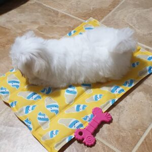 female maltese puppy for sale
