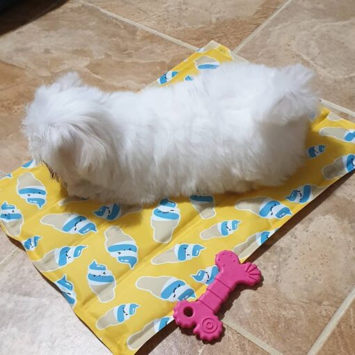 female maltese puppy for sale