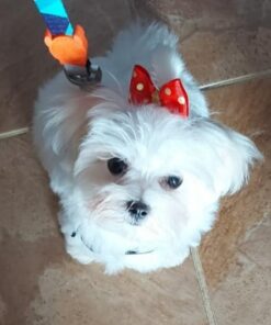 female maltese puppy for sale