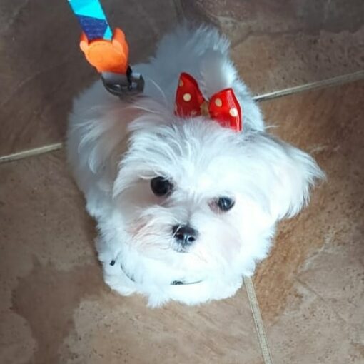 female maltese puppy for sale