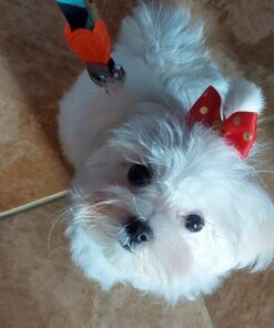 female maltese puppy for sale