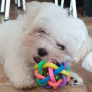 female maltese puppy for sale