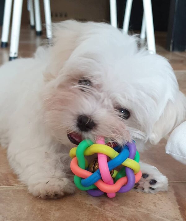 female maltese puppy for sale