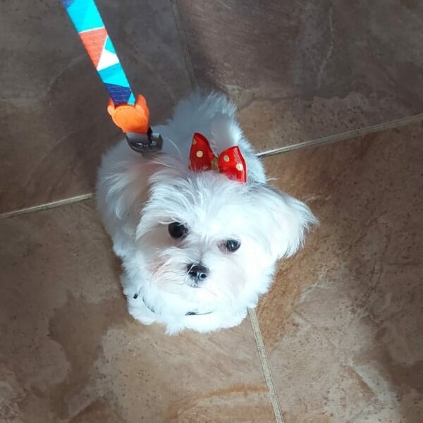 female maltese puppy for sale