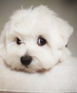 ✨Mike– Male Maltese Puppy for Sale✨
