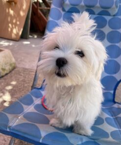 ✨Lio – Male Maltese Puppy for Sale✨