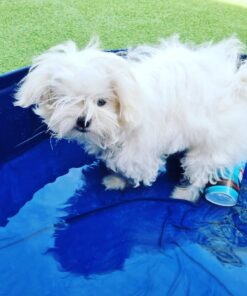 ✨Cotton– Male Maltese Puppy for Sale✨