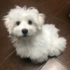 Male Maltese Puppy for Sale