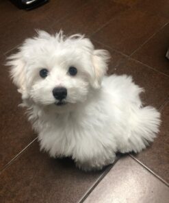 Male Maltese Puppy for Sale