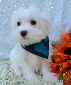 Tex – Cachorro Maltés Macho de 8 Semanas