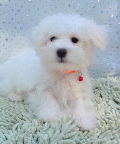 Toby – Cachorro Maltés Macho de 8 Semanas