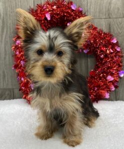 🐾 Alexis – Yorkshire Terrier Macho de 8 Semanas