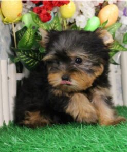 🐾 Benita – Yorkshire Terrier Hembra de 8 Semanas