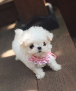 🐾 Brady – Maltés Macho de 8 Semanas