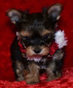🐾 Damaris – Yorkshire Terrier Hembra de 8 Semanas