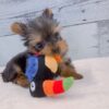Yorkshire Terrier Hembra
