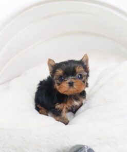 Yorkshire Terrier Hembra de 8 Semanas