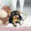 Yorkshire Terrier Macho de 8 Semanas