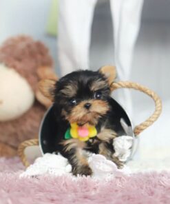 Yorkshire Terrier Macho de 8 Semanas