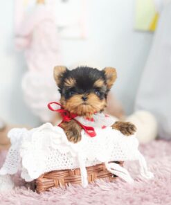 Yorkshire Terrier Hembra de 8 Semanas