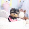Yorkshire Terrier Macho de 8 Semanas