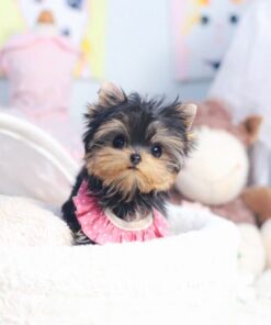 Yorkshire Terrier Macho de 8 Semanas